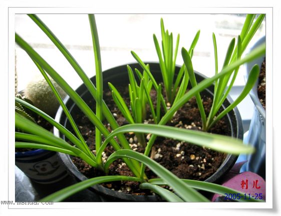 ˯�ѵ�����P10�̻��컨һ�𿪣�