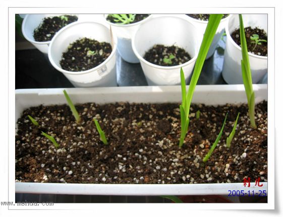 ˯�ѵ�����P10�̻��컨һ�𿪣�