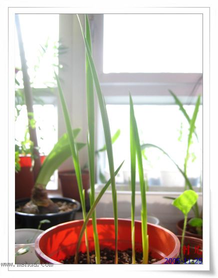 ˯�ѵ�����P10�̻��컨һ�𿪣�