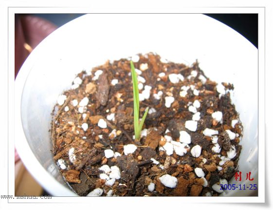 ˯�ѵ�����P10�̻��컨һ�𿪣�