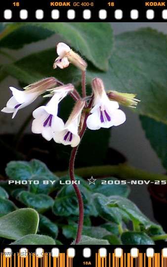 ��AGGS����̦~~~~11.19Ƥ��tamiana��ʼ������