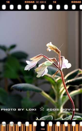 ��AGGS����̦~~~~11.19Ƥ��tamiana��ʼ������