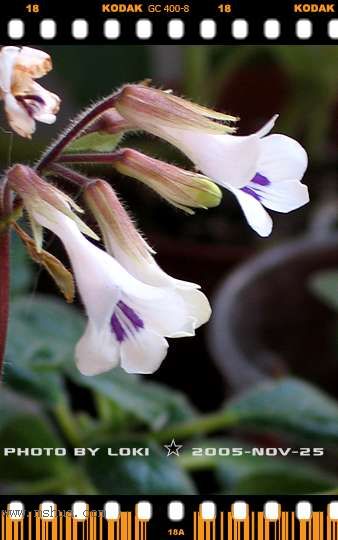 ��AGGS����̦~~~~11.19Ƥ��tamiana��ʼ������