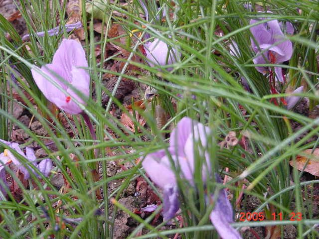 �����ﲥ�滨԰�Ӽǡ�P7 ���컨��