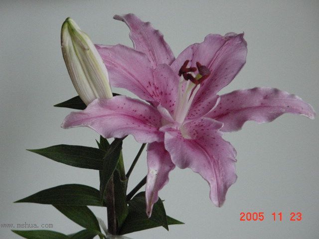 �����ﲥ�滨԰�Ӽǡ�P7 ���컨��