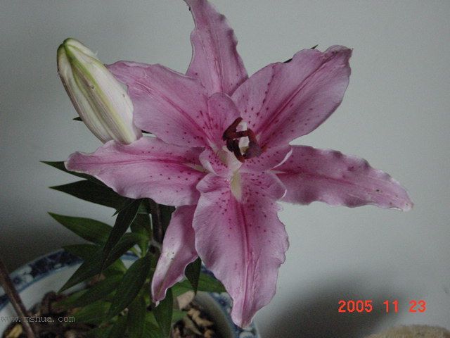 �����ﲥ�滨԰�Ӽǡ�P7 ���컨��