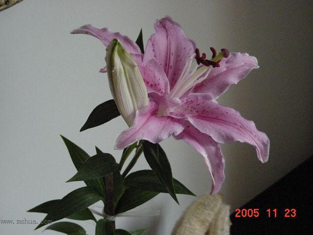 �����ﲥ�滨԰�Ӽǡ�P7 ���컨��