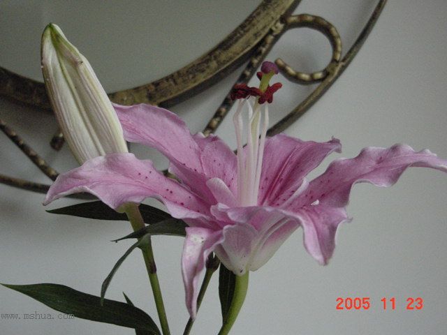 �����ﲥ�滨԰�Ӽǡ�P7 ���컨��