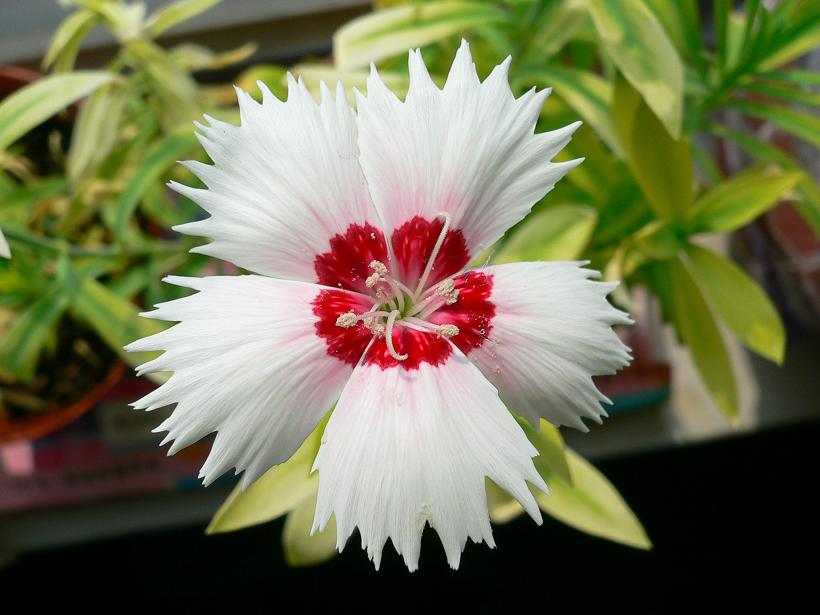 ���ᵹ�������ʯ�񿪻���--�ֿ���һ��