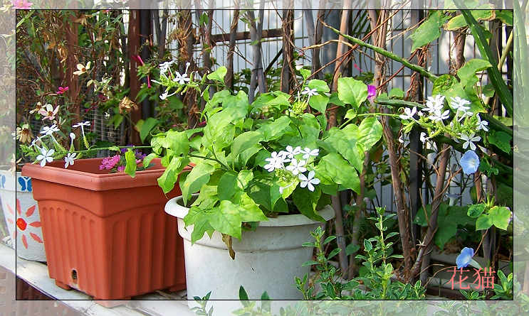 ��ѩ����ѿ�ˣ�