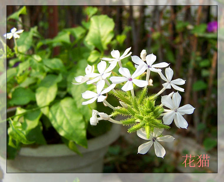 ��ѩ����ѿ�ˣ�