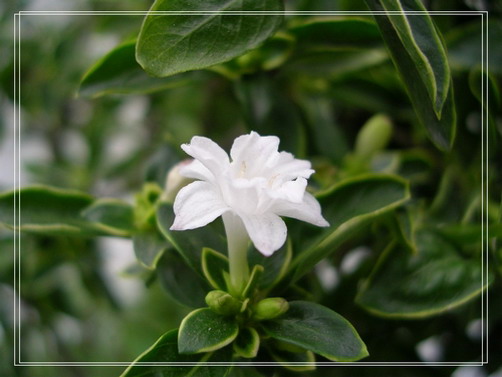 ����ѩ��Ҫ������