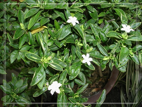 ����ѩ��Ҫ������