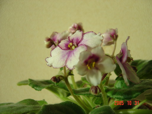 [��ˮ]��������ˮ��