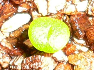 [��ͼ]�ճ�����ʯ����д����Ƭ��������11��4�գ���