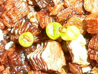 [��ͼ]�ճ�����ʯ����д����Ƭ��������11��4�գ���