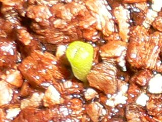 [��ͼ]�ճ�����ʯ����д����Ƭ��������11��4�գ���