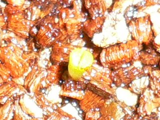 [��ͼ]�ճ�����ʯ����д����Ƭ��������11��4�գ���