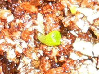 [��ͼ]�ճ�����ʯ����д����Ƭ��������11��4�գ���