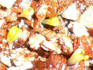 [��ͼ]�ճ�����ʯ����д����Ƭ��������11��4�գ���