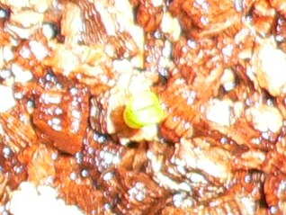 [��ͼ]�ճ�����ʯ����д����Ƭ��������11��4�գ���