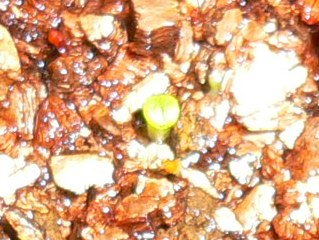 [��ͼ]�ճ�����ʯ����д����Ƭ��������11��4�գ���