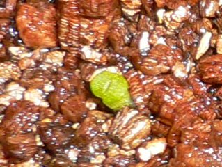 [��ͼ]�ճ�����ʯ����д����Ƭ��������11��4�գ���