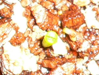 [��ͼ]�ճ�����ʯ����д����Ƭ��������11��4�գ���