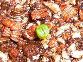 [��ͼ]�ճ�����ʯ����д����Ƭ��������11��4�գ���