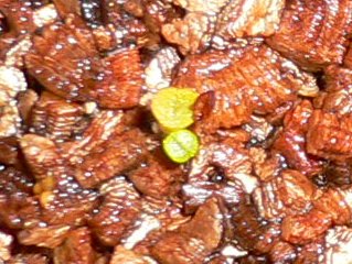 [��ͼ]�ճ�����ʯ����д����Ƭ��������11��4�գ���