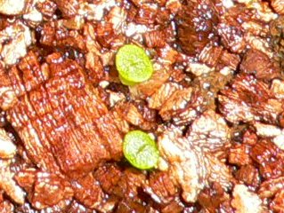 [��ͼ]�ճ�����ʯ����д����Ƭ��������11��4�գ���