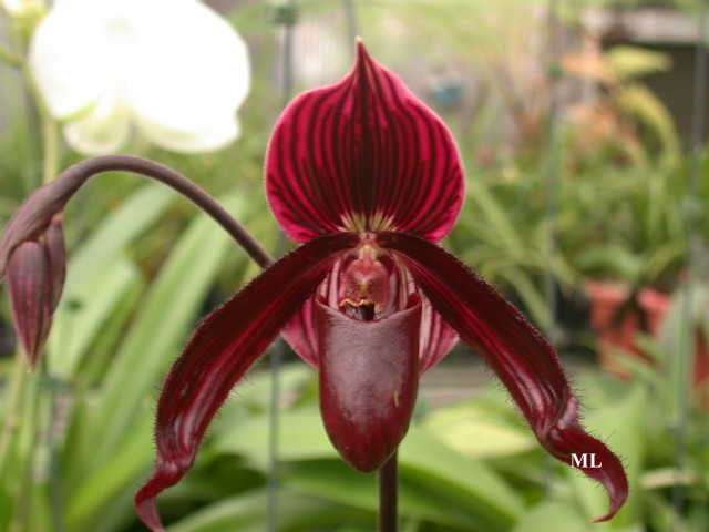 �Ɍ���Ь�m