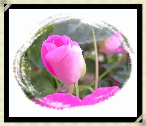 [��ͼ]Rachel�İܼҼ�¼�����ٺ١��������ܣ���