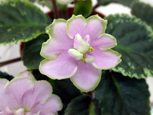 [��ˮ]��������ˮ��