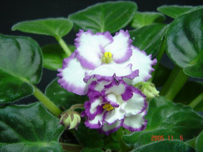 [��ˮ]��������ˮ��