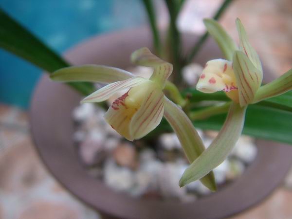 ���꿪���Ĺ���