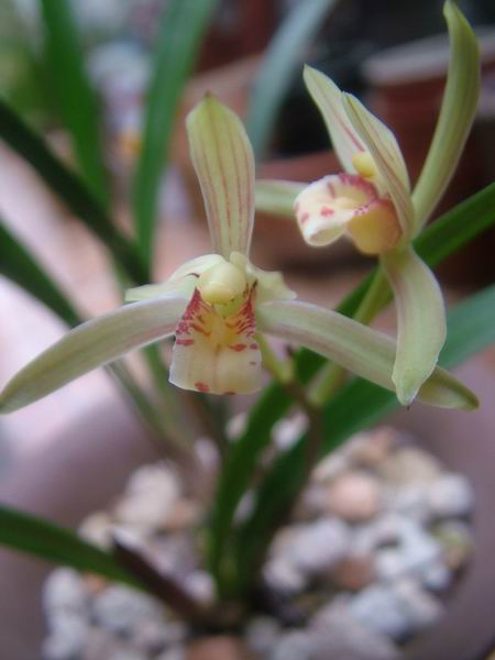 ���꿪���Ĺ���