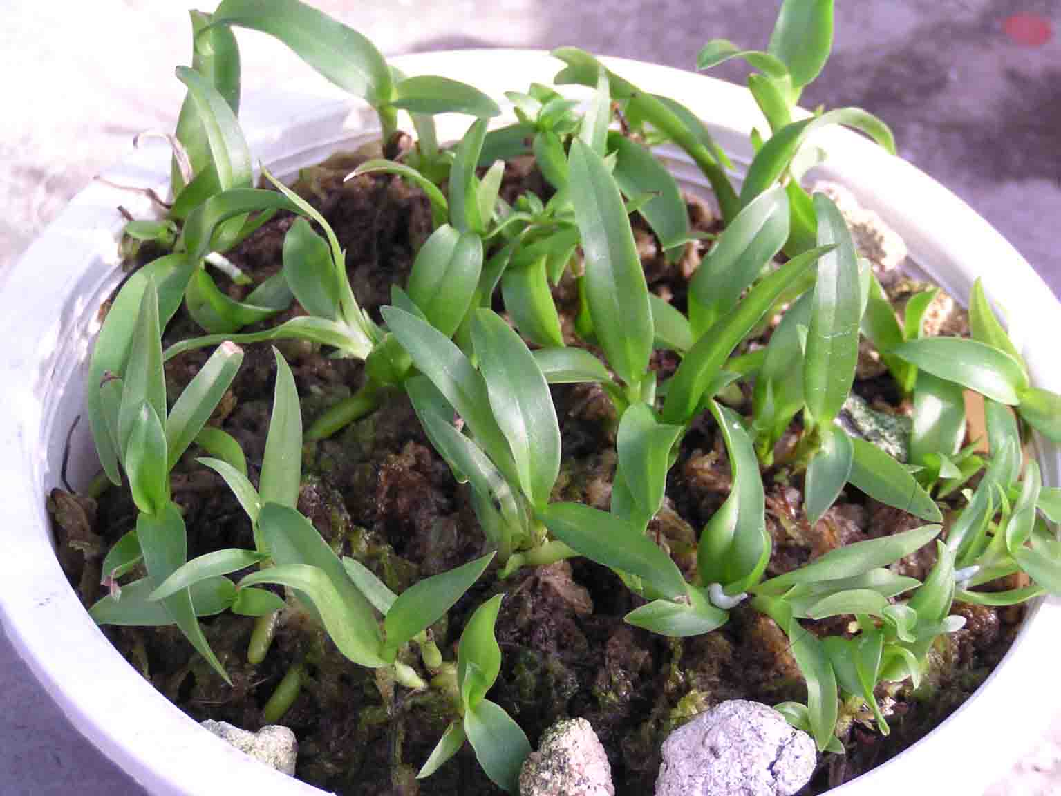 [��ˮ]�����������ʲô��������p5���������ɣ���