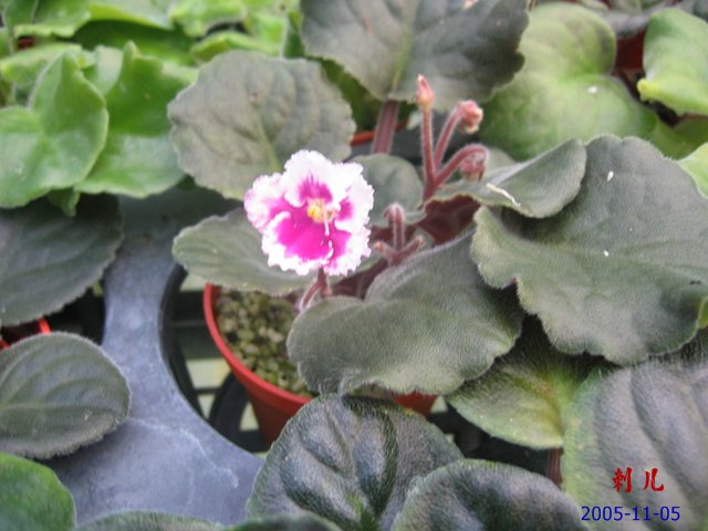 ��������������μ�