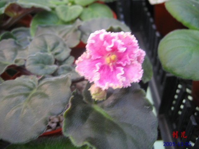 ��������������μ�