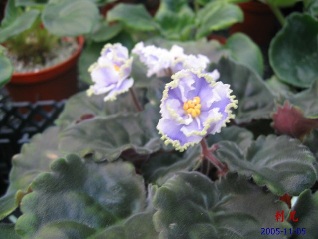 ��������������μ�