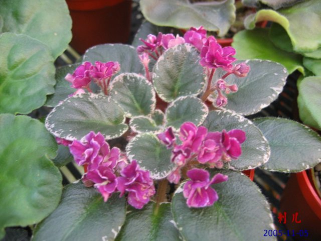 ��������������μ�