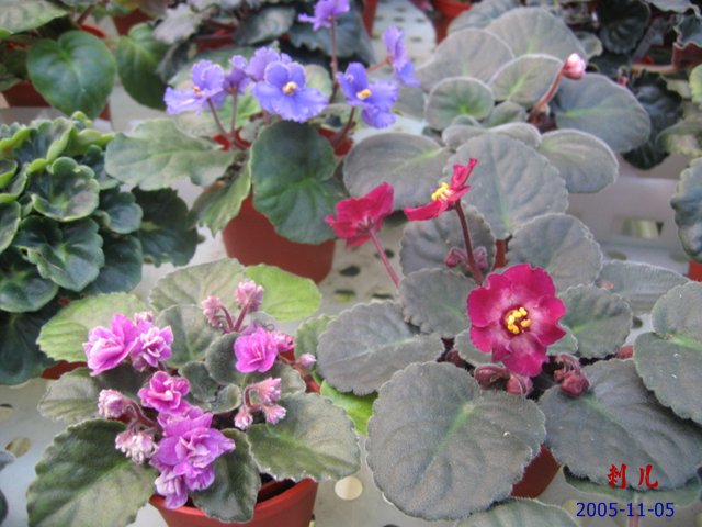 ��������������μ�