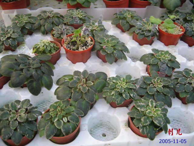 ��������������μ�