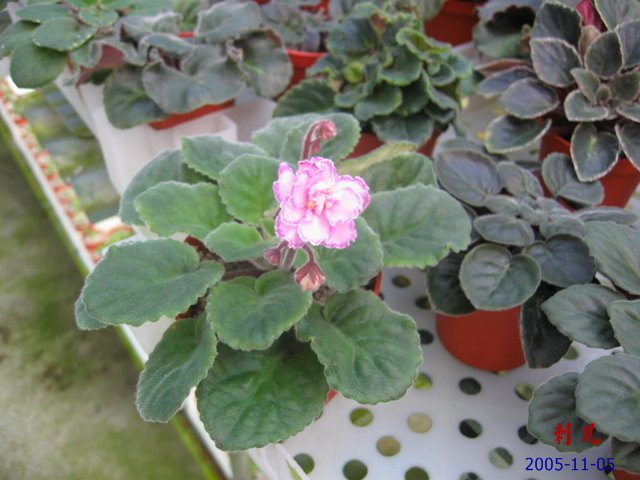 ��������������μ�