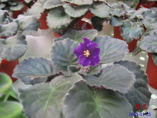 ��������������μ�