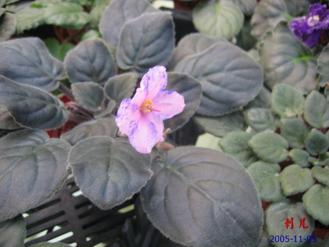 ��������������μ�