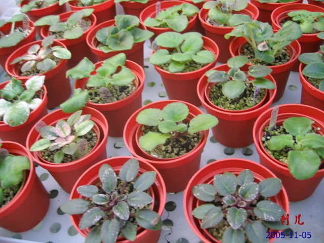 ��������������μ�