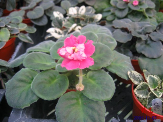 ��������������μ�