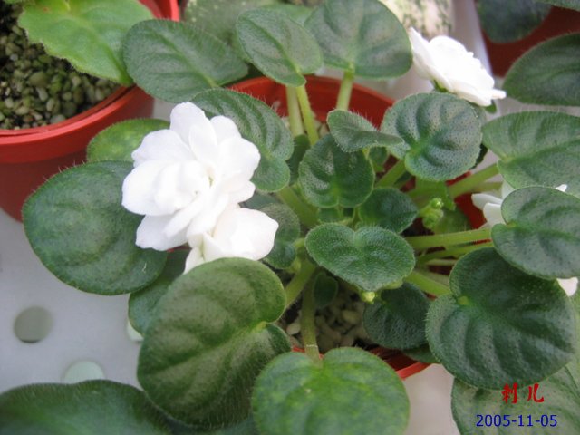 ��������������μ�